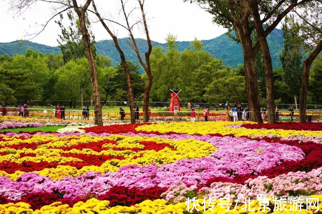 景点|京城赏秋花，这几处景点必须知道