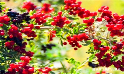 青枣|女性想要保持年轻,常吃4种食物,滋养肌肤,促进子宫排毒