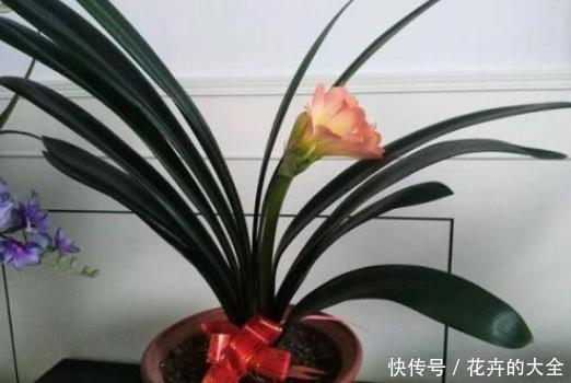 不宜|冬季君子兰入室，“3个位置”不宜摆放，容易黄叶不开花，切记！