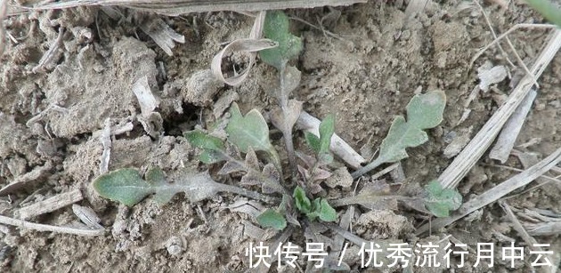 蒸菜|农村的这些野菜,你挖过么!