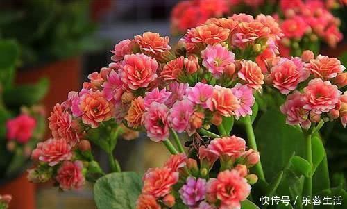 蟹爪兰|现在扦插正合适,4种花掐片叶子“丢”土里,1盆轻松变10盆