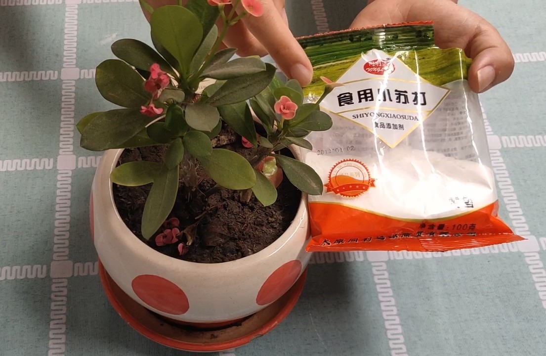 小苏打倒花盆中,真是厉害了,不用施肥,花卉越长越旺盛