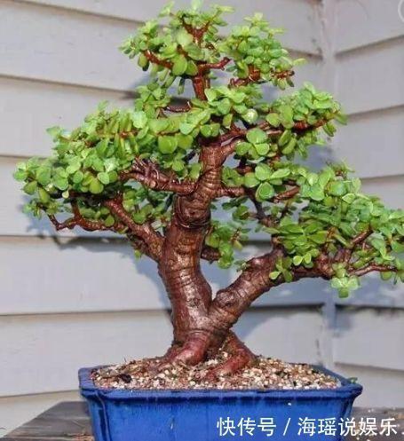 修剪|这花10块钱买一盆,养2年变老桩,叶子密、开花旺,每家都有