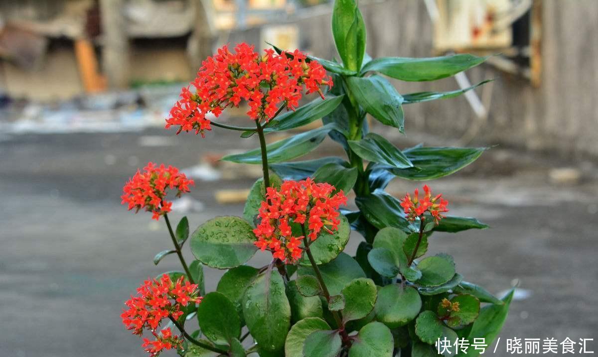  4种室内提升品位的植物，客厅摆上它，有档次