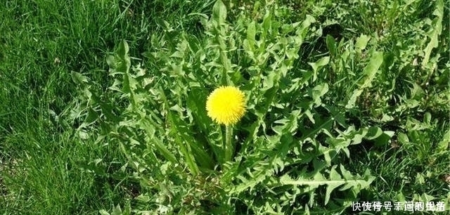 寒性|蒲公英,被称为“药草皇后”,谨记“五搭配、四禁忌”,别再犯错