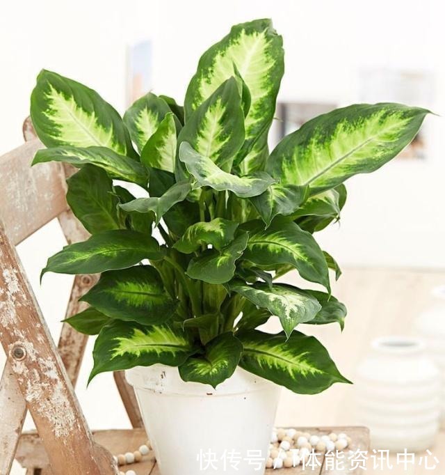 在弱光的室内就能生长旺盛的7种植物，没光照也能养好花！