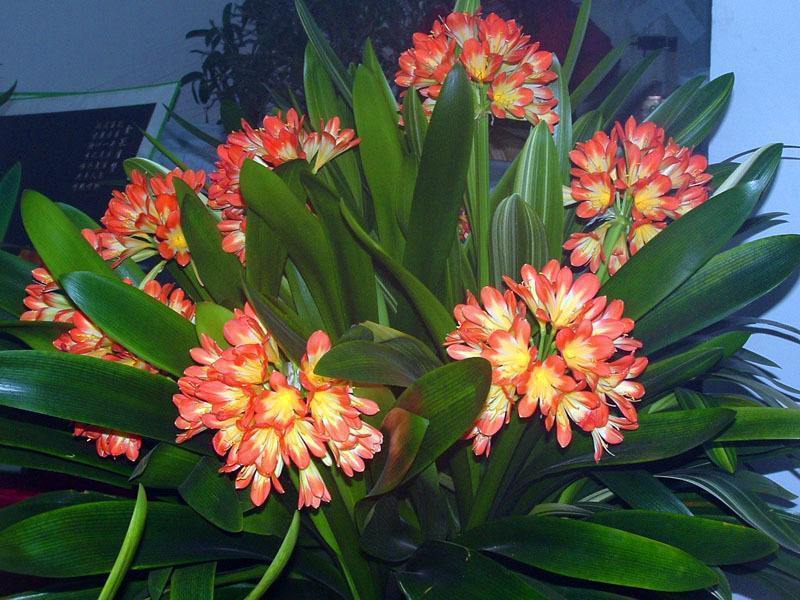 谨记|君子兰最怕“秋老虎”养护谨记“8个字”，秋老虎也得向它低头