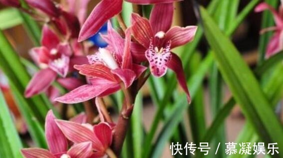 家里墨兰怎么养只要学会3点,开花爆盆,花香一整个季节