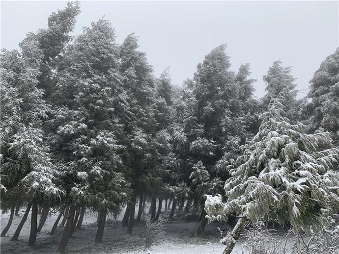 中年|仙女山迎来入春以来最大一次降雪