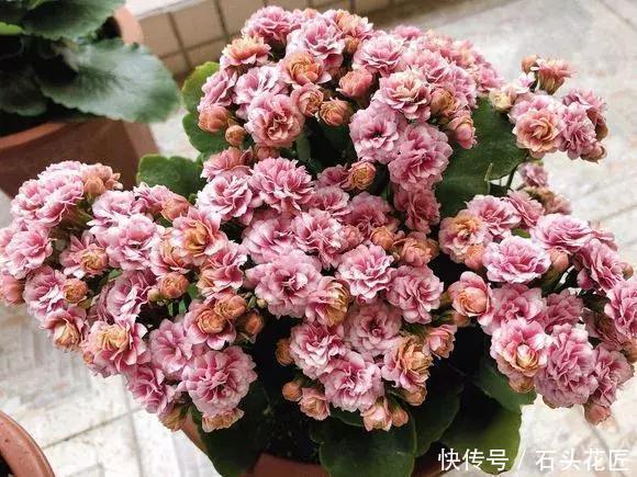 技巧|1盆长寿花长出“25根”花箭,掌握“4个技巧”,你也可以做到