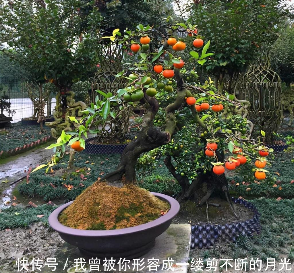 这6种颜值与寓意并存的盆景，每一盆都能闭眼入！好养，好寓意