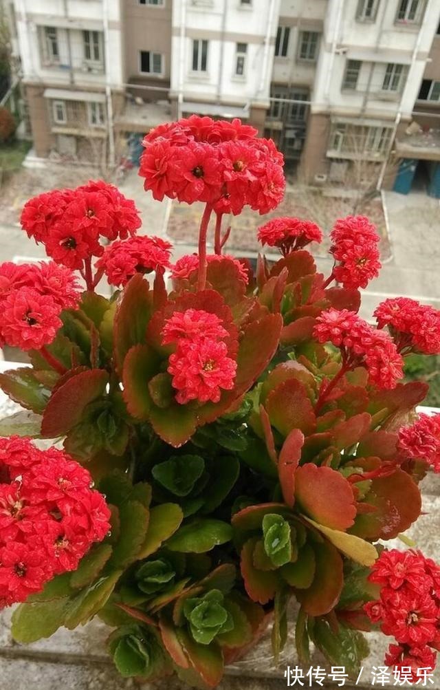 gt|你家长寿花“修剪”了吗趁着花败剪一剪,天气好,还能开一茬!