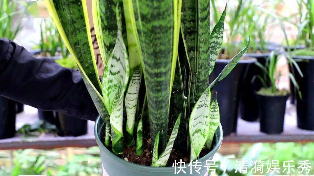 4种花,春天“翻盆”要注意,用小盆才能多开花