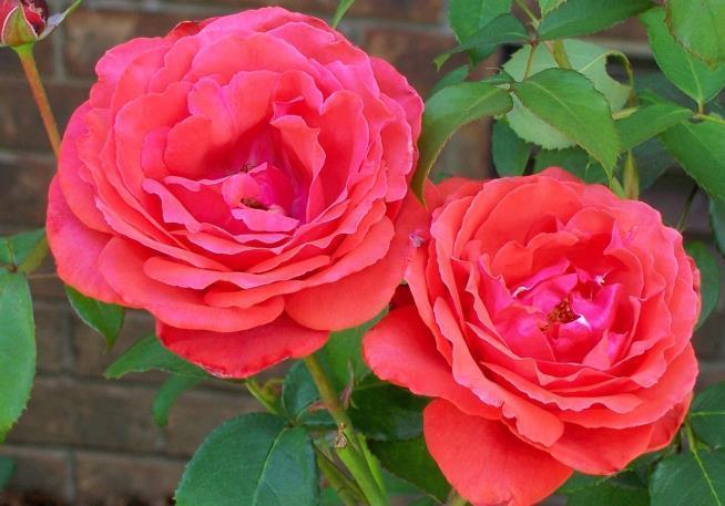 人生@苏轼这首诗告诉我们逆境当中,善于把握机会,总能重登巅峰