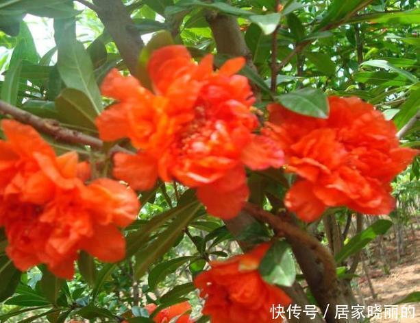 新手|新手养护花卉,就养比石榴花好看,比牡丹富贵的花卉,沾土就活!