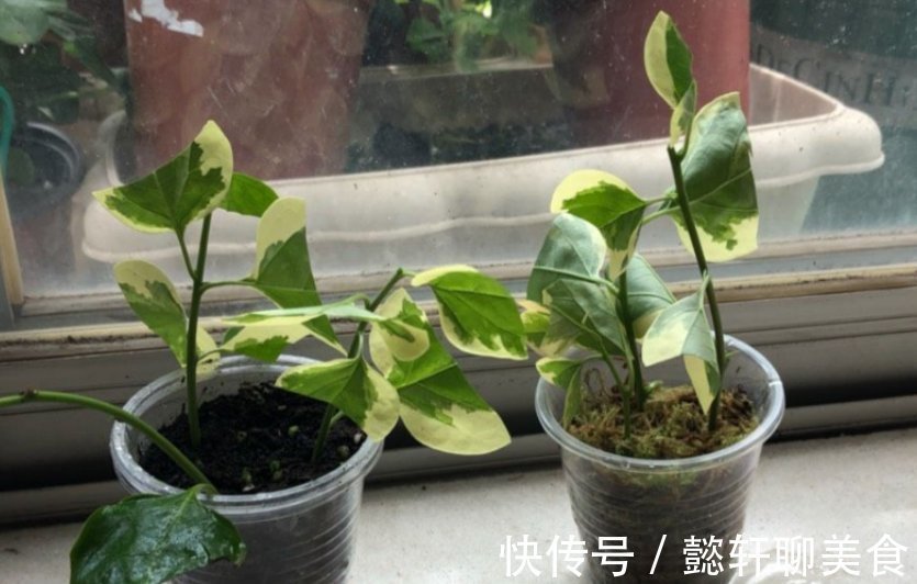 养花2种扦插方法,掌握“关键点”,扦插不再难,扦插一棵活一棵