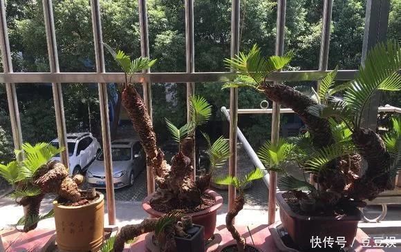 浇水|这4种“盆景树”,不仅观赏性高,寿命还特别长,越养越值钱