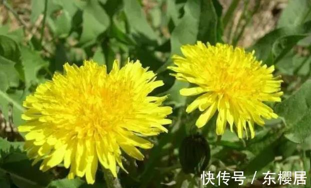 野菜|蒲公英、香椿、榆树钱、白蒿,一种野菜治一种病,了解一下