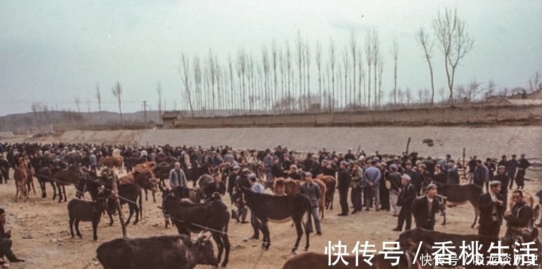 牛高|80年代，家禽家畜多常见？小孩儿骑水牛鸡鸭一群群