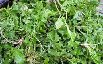 延缓衰老|女性想要皮肤好,要学会吃6种食物,帮你排毒养颜、延缓衰老