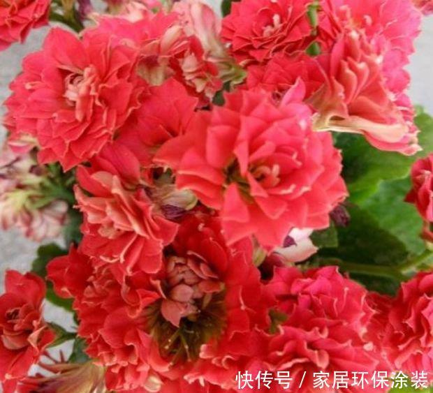 正月二十三,家里养上这4种花,满屋飘香,养庭院,十里飘香