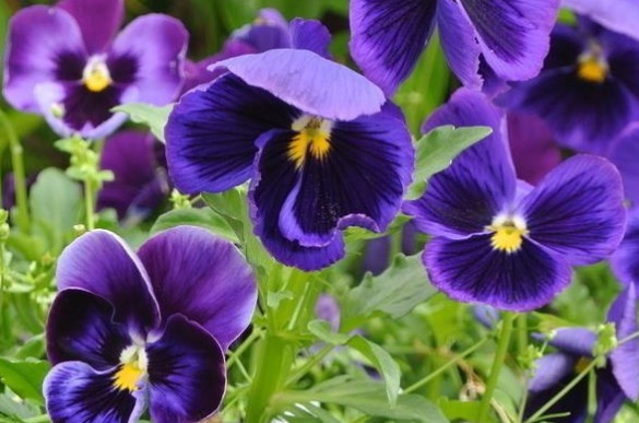 喜欢养花,不如养盆丁香,花色清新又美丽,花开烂漫惹人爱