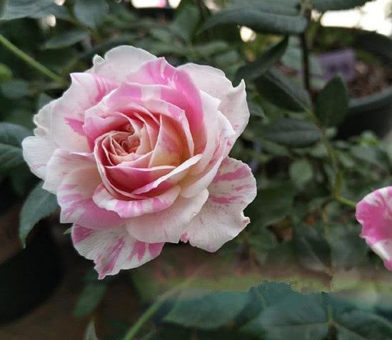 阳台养花,就养这“3宝”,花朵一开上百朵,蹭蹭变成“红花园”