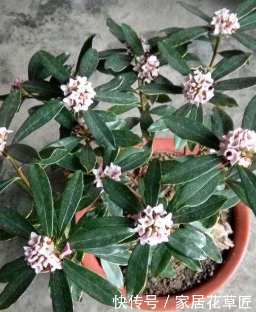 花草|房间有异味,不必买芳香剂了,只要养上3种花,房间变得花香四溢