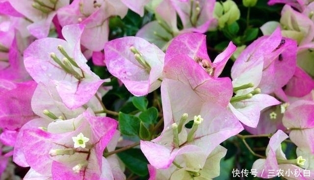 三角梅养了两年不开花了, 是怎么回事