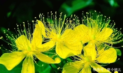 乡下这些植物，祛风止咳，治肝炎、胆囊炎和骨质疏松，你认识几种