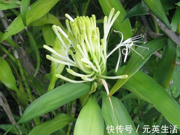 “有灵气”的2种花，寓意“花开富贵”，养1盆，福气越来越旺！