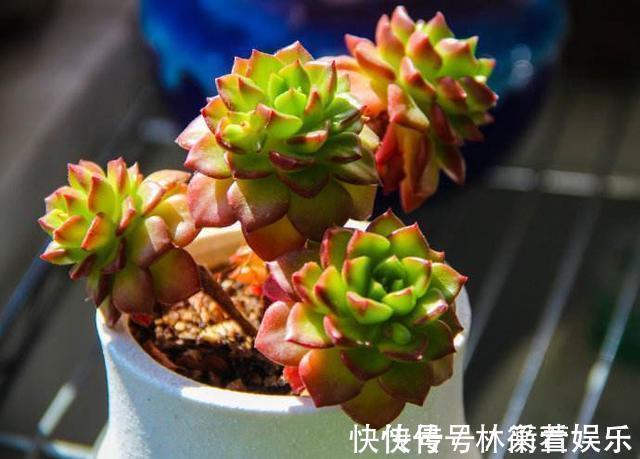 绿法师|多肉不能随便养,挑这3个品种,三五年成老桩,价值涨了不少
