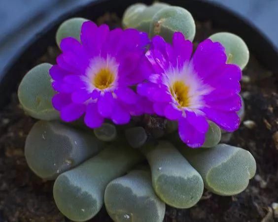  娇艳|石生花，绝美娇艳！