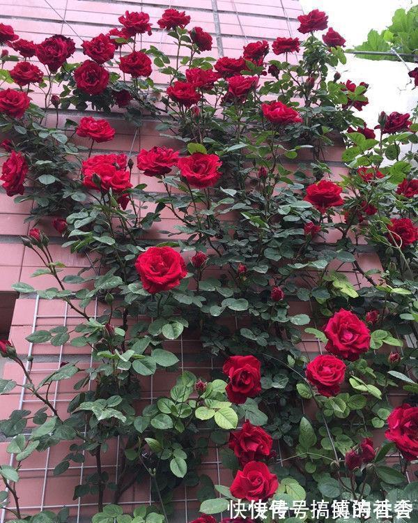 仙客来|5种花适合养在客厅,花朵大颜色艳,一年四季开花不断