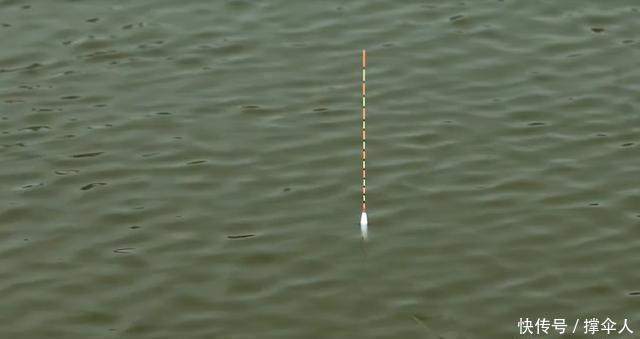 相同饵料相同线组,只因一把剪刀就多出半数渔获---皇禾钓具