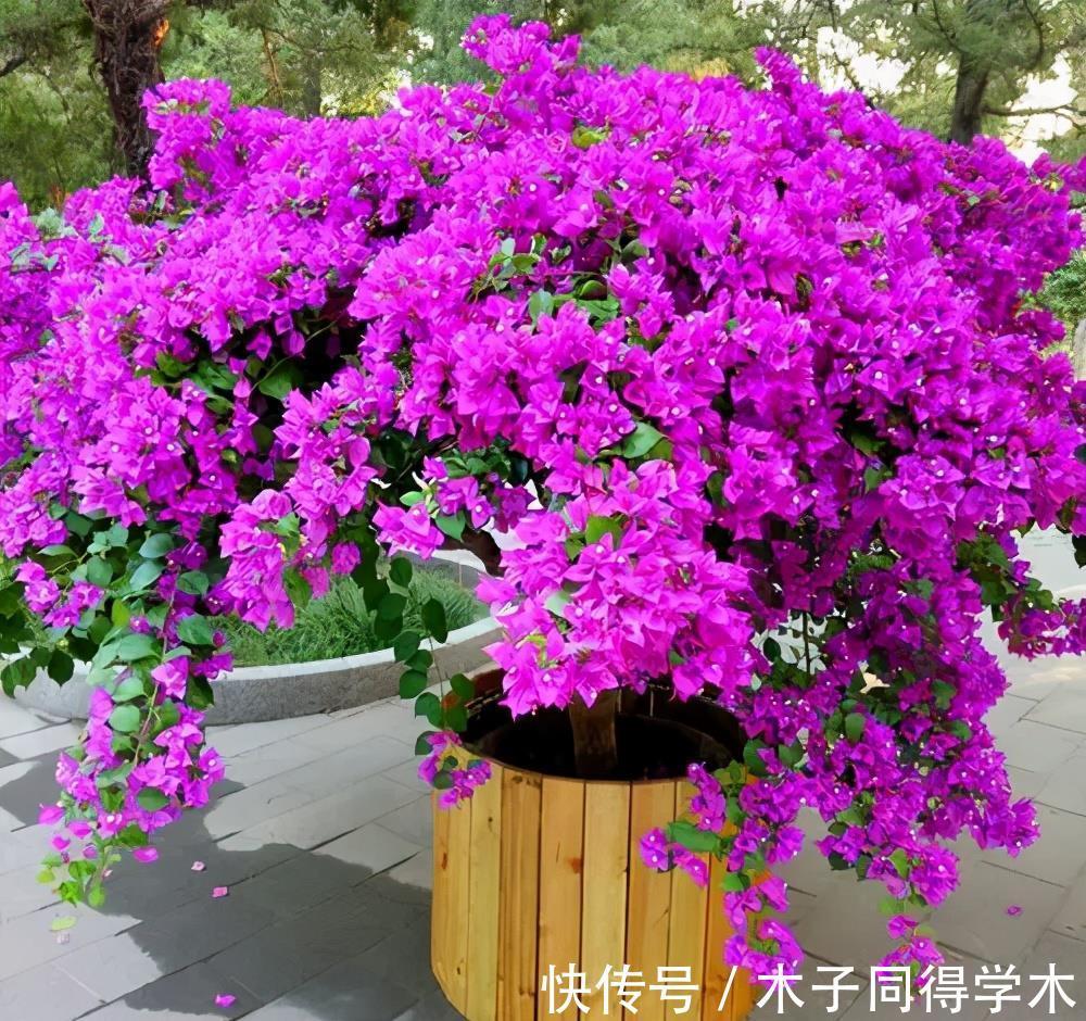 修剪|养三角梅掌握“3多1少”，绽放层叠群花，新手也能做到