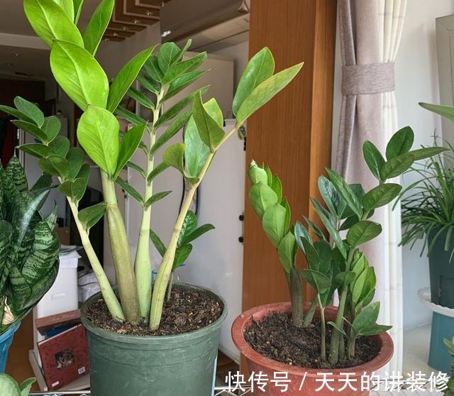 养护|新手养金钱树,做到“两少一多”,长势喜人,还能绽放小黄花