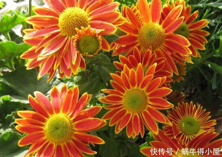 几款艳丽的花卉，漂亮又好闻，气质出众，上档次