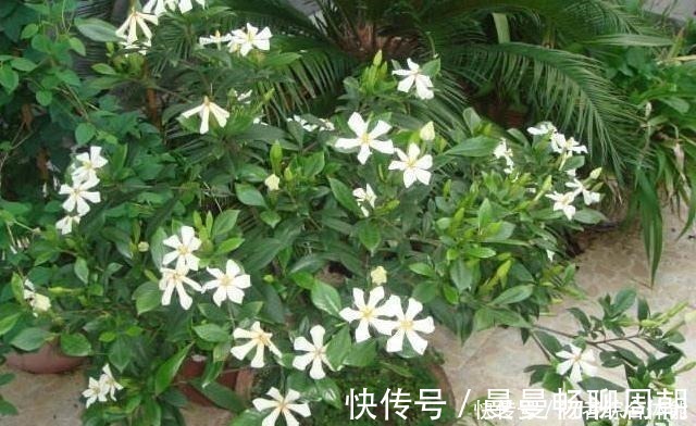 酸碱|栀子花“闹脾气”黄叶,用这3种“小能手”,平衡酸碱,容易开花!