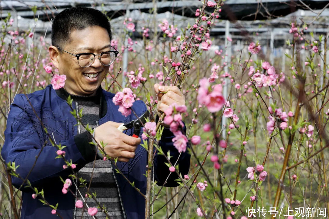 金山的桃花开啦！随手一拍就惊艳整个春天