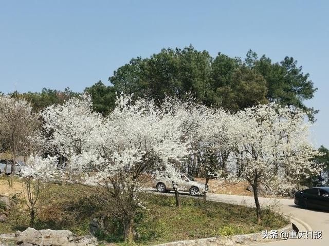 渝北:云龟山中樱花开