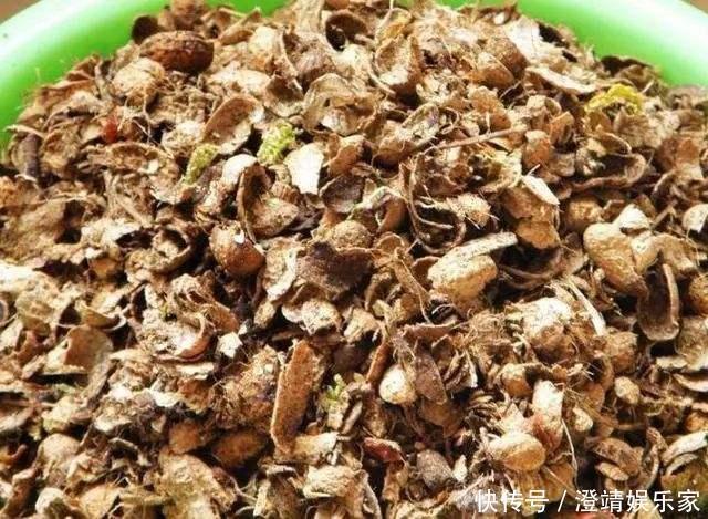 花盆|养兰花不花钱,随便一把花生壳,扔在花盆养分足,不积水不烂根