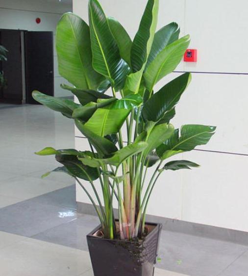 鹤望兰|盆栽养鹤望兰,记住4点秘诀,花叶长满盆,分分钟成花海