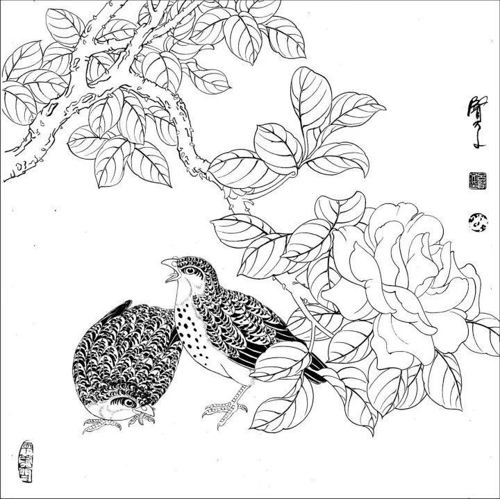 资料集|王道良实用花鸟白描资料集