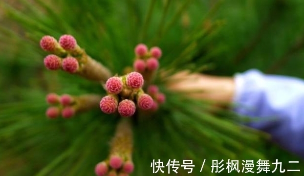 暖阳&你知道这是什么花吗?其实,你家山上就有,只是没有在意