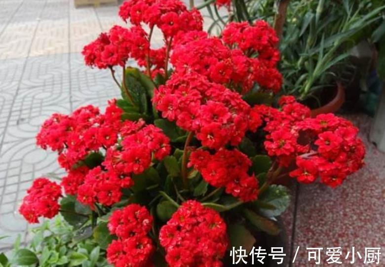 爆花|长寿花长出花苞后，长时间不开花？2个动作催一催，轻松爆花