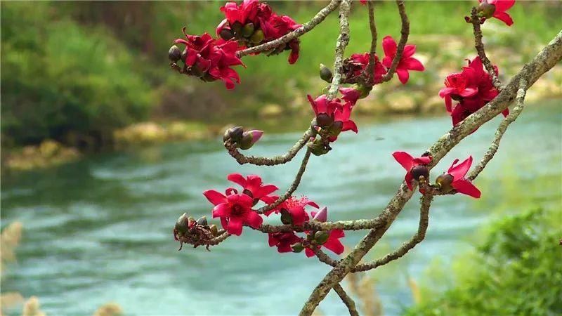 踏春寻芳，屏边又见木棉红！|美景 | a6539