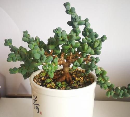 鹿角|鹿角海棠的直立桩真漂亮,养护过程还不需要太多光照,适合阳台党