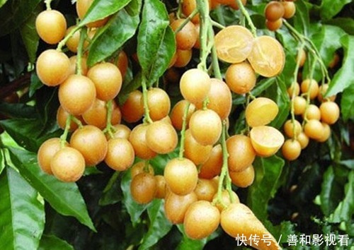 晚上当零食吃几颗,一个月下来,止咳化痰,消炎杀菌,夏天不咳嗽