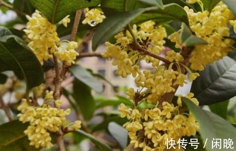 五种便宜花，越老越值钱，六年就成桩，身价翻番，可当“传家宝”